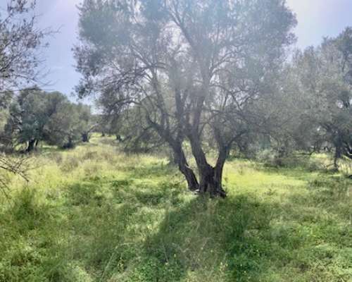 φωτογραφία ακινήτου