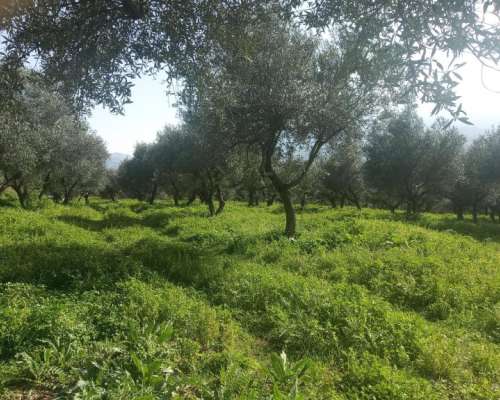 φωτογραφία ακινήτου