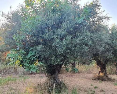 φωτογραφία ακινήτου