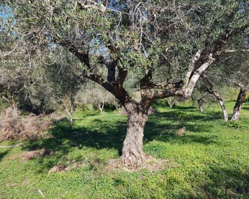 φωτογραφία ακινήτου